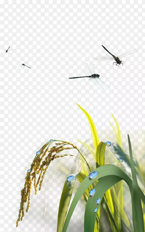水稻农业-蜻蜓