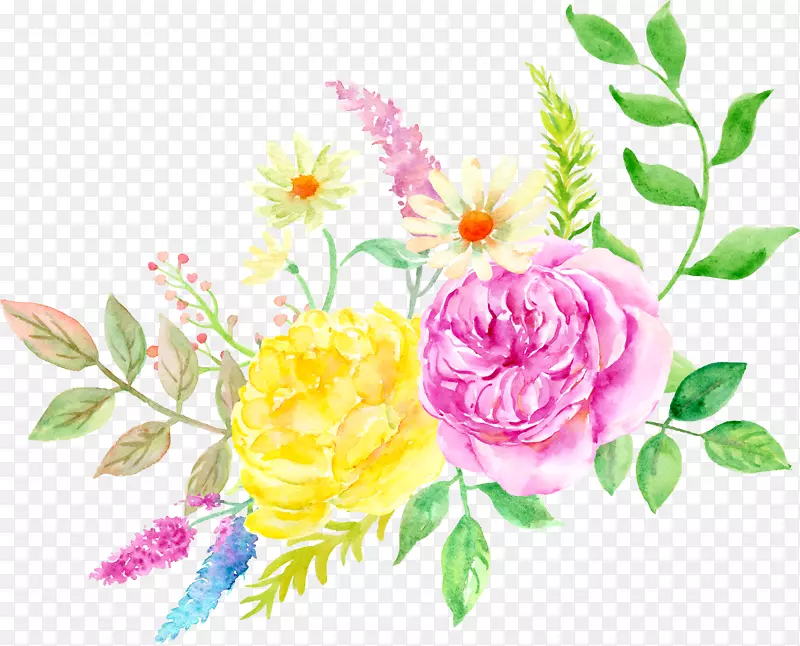花园玫瑰，蜈蚣玫瑰，水彩画，花卉设计.优雅的水彩花
