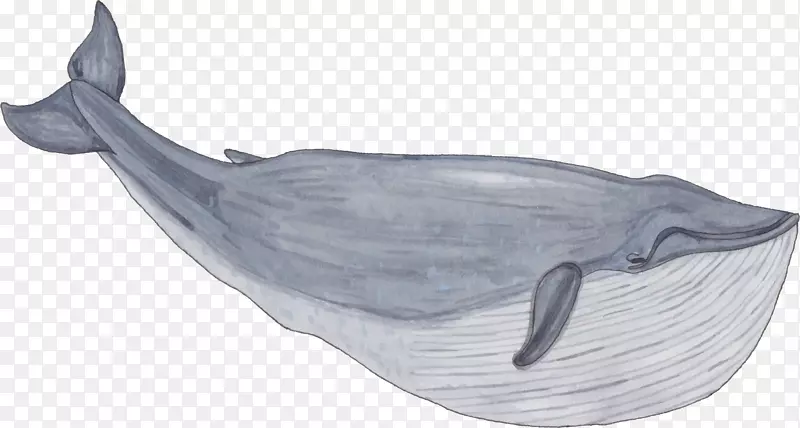 鲸鱼画手绘鲸鱼