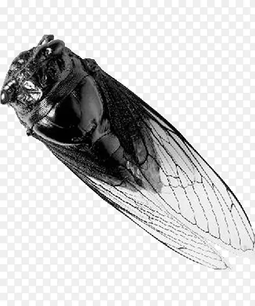 昆虫鸟蝉翅透明度和半透明-黑白洋葱皮
