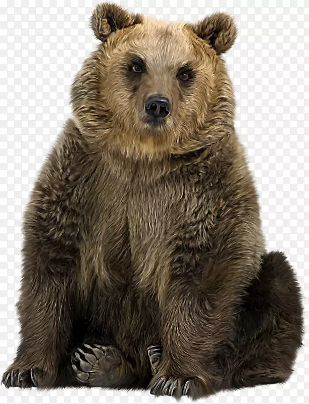 北极熊科迪亚克熊亚洲黑熊摄影插图-画棕熊