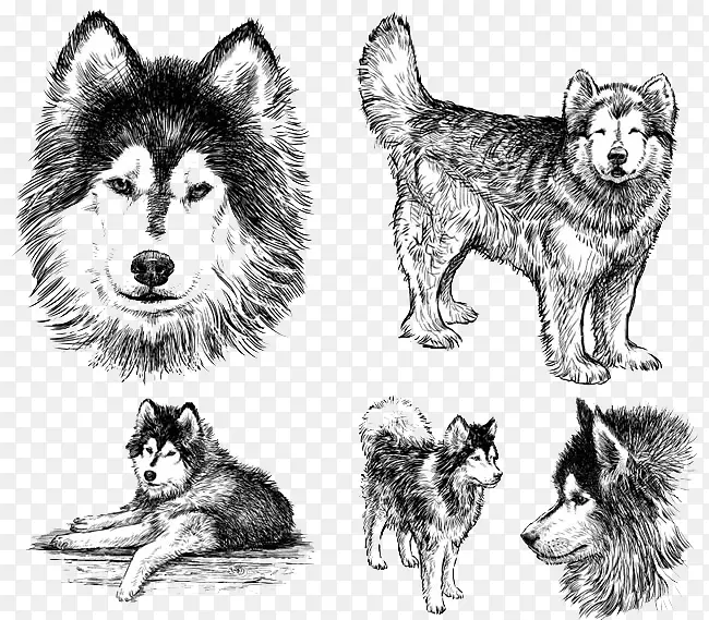 西伯利亚哈士奇小狗t恤动物-哈士奇画的细节