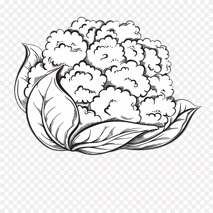 花椰菜干酪花椰菜画手绘花椰菜