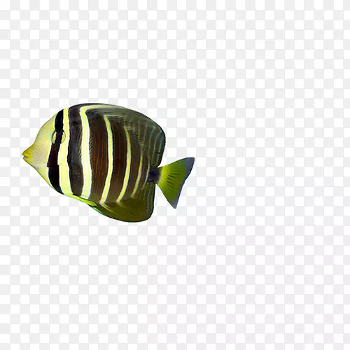 叶型热带鱼