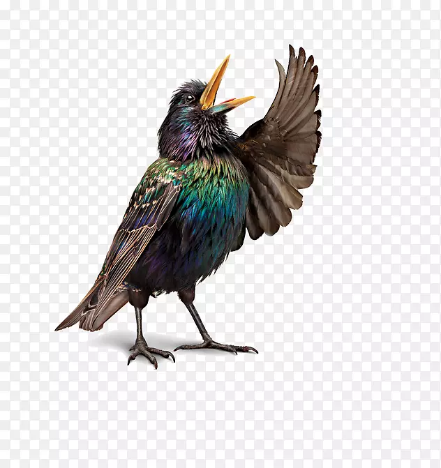 鸟类插图-欧洲知更鸟歌剧摄影.歌唱鸟