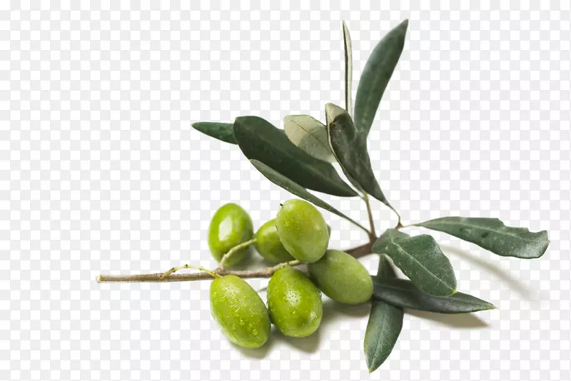 橄榄油食品椰子油橄榄