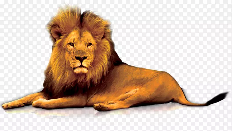 狮子门剪贴画-狮子