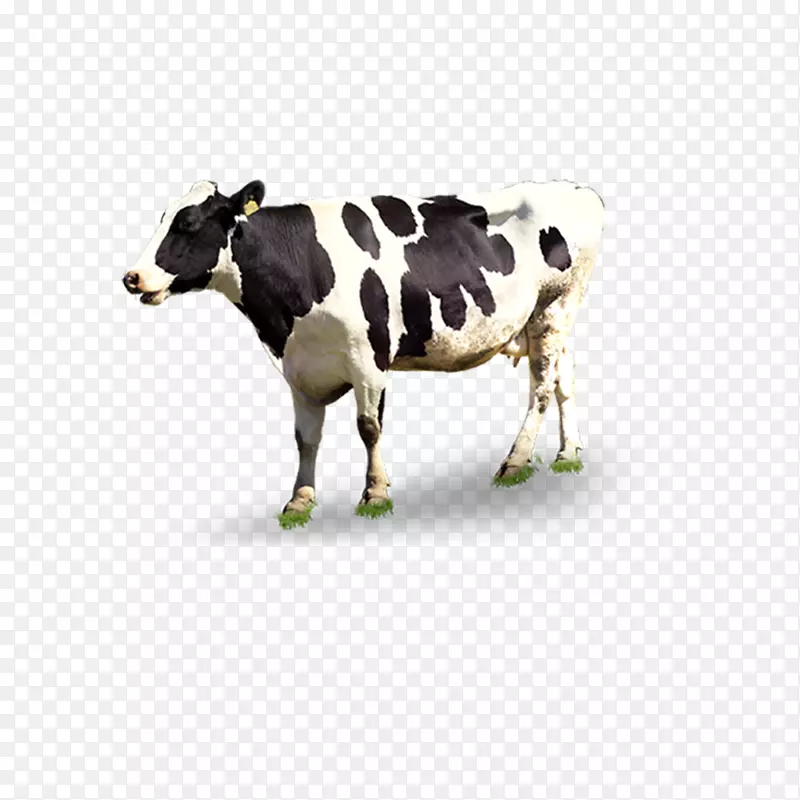 奶牛自动挤奶