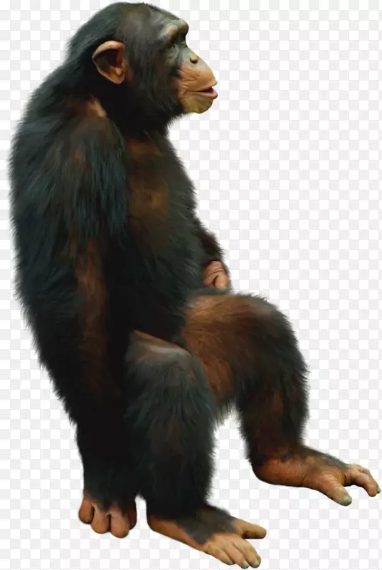 普通黑猩猩大猩猩猴子奇塔大猩猩坐着