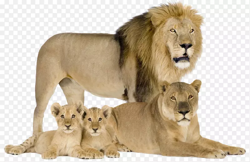 美洲狮猫亚洲狮豹-狮子家族