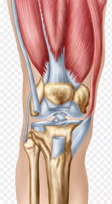 膝关节疼痛解剖髌骨撕裂