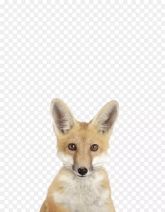 长颈鹿婴儿摄影可爱的狐狸