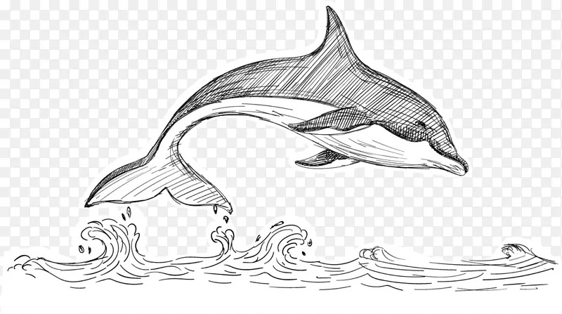 图库西海豚白鲸-白鲸游动