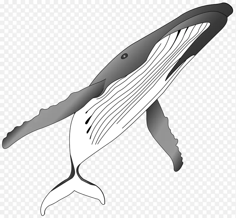 座头鲸虎鲸剪贴画-鲨鱼灰阶
