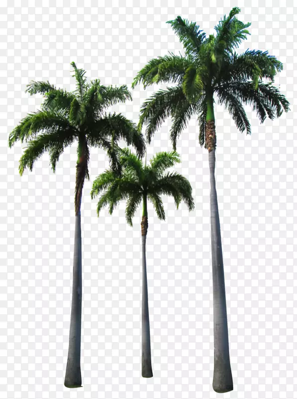 非洲油棕榈槟榔科剪贴画椰子树