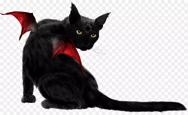 孟买猫黑猫小猫须-红翅膀黑猫