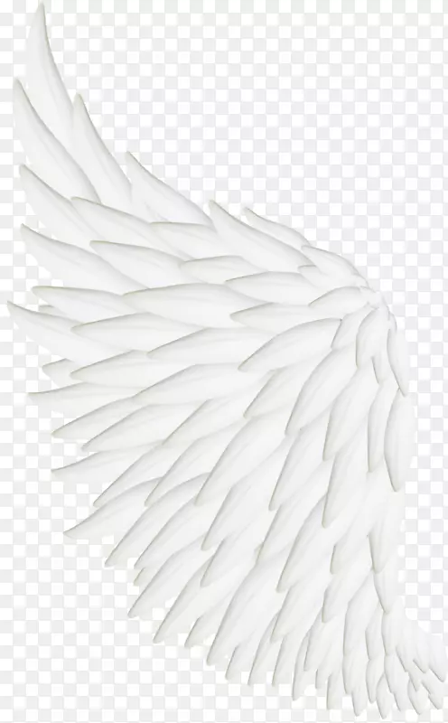 鸟翼白色羽毛-翅膀照片