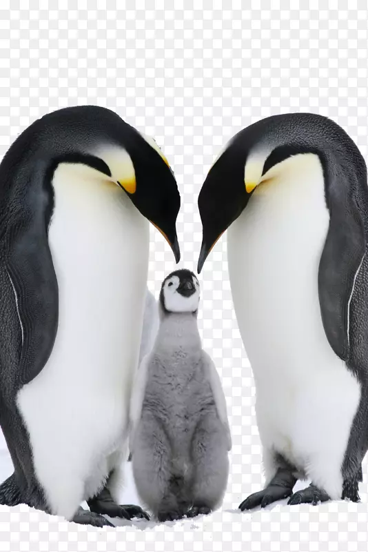 南极菲尔德兰企鹅帝企鹅东方岩袋企鹅-企鹅家族