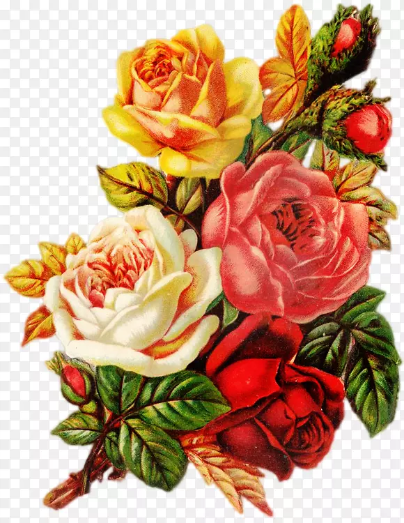 花园玫瑰、蜈蚣玫瑰、沙滩玫瑰、玫瑰花束-古典玫瑰花束
