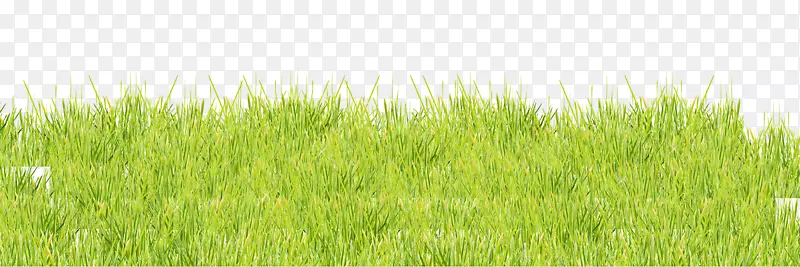 香根草草坪草甸麦草绿-生机勃勃的绿草