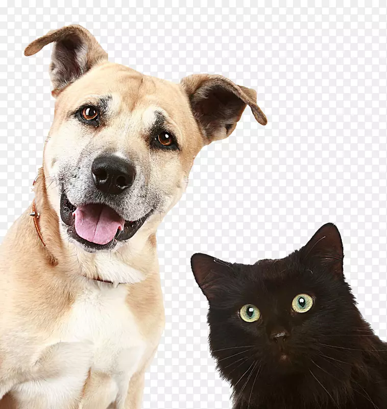 宠物看护狗日托兽医-狗和猫的照片