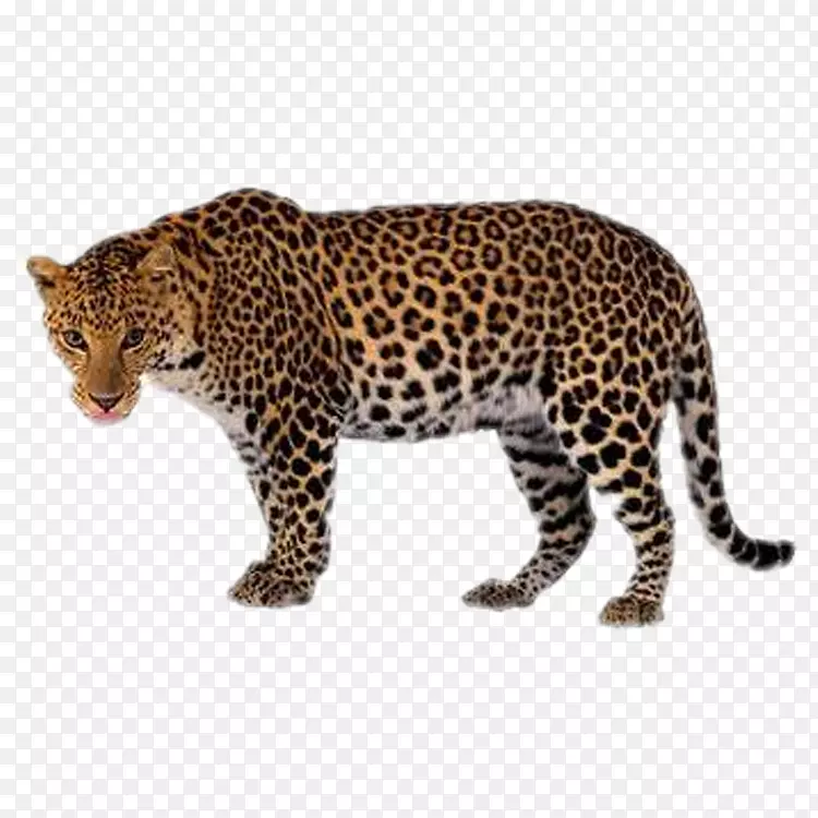 虎狮黑豹夹艺术-豹