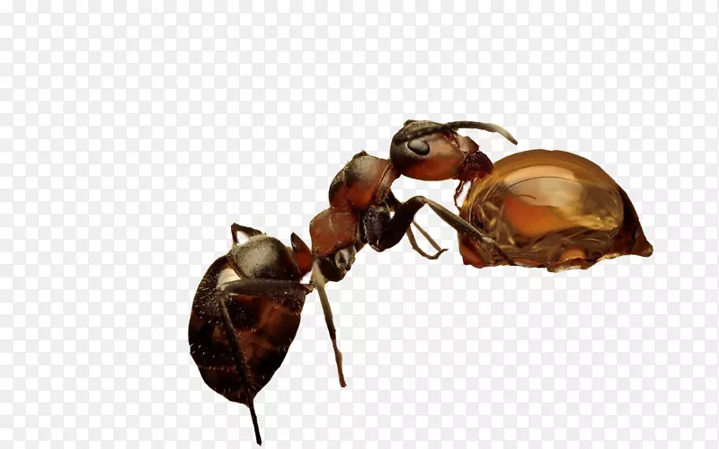 昆虫蚂蚁自然摄影墙纸-蚂蚁爱上蜂蜜