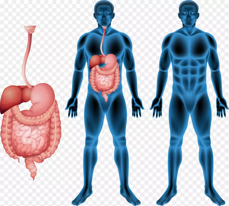 人体肌肉人体消化系统解剖载体人类消化系统