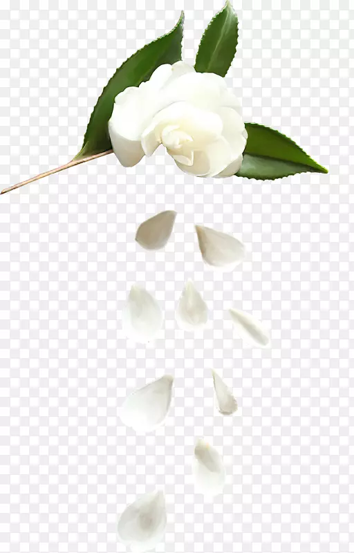 玫瑰花×阿尔巴花瓣-白玫瑰