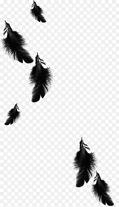乌鸦羽毛-黑色羽毛