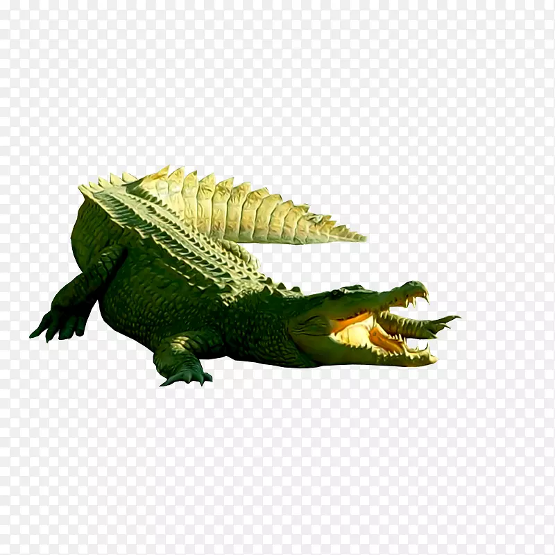 尼罗河鳄鱼图片