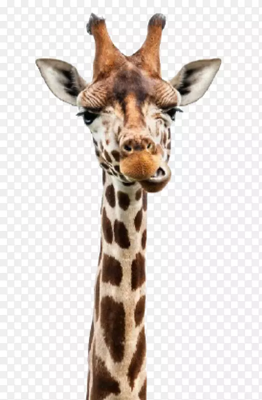网织长颈鹿脖子摄影头像可爱长颈鹿