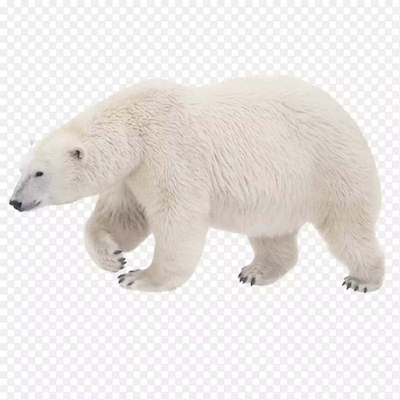 北极熊，你听到什么了？科迪亚克熊北极虎白北极熊