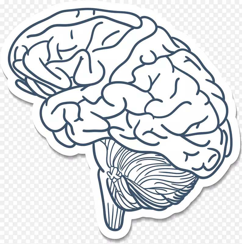 蓝脑工程-大脑绘图-脑动画
