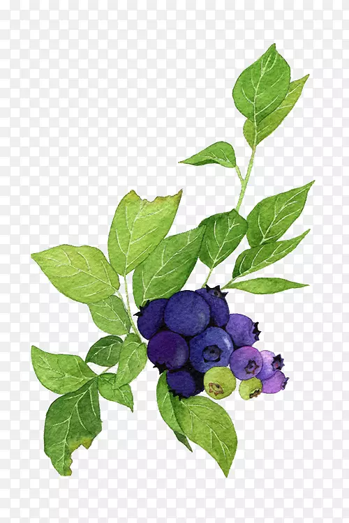 蓝莓海报水彩画插图-蓝莓和绿叶