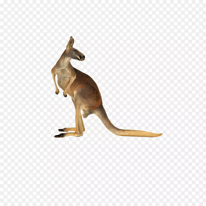 澳大利亚红袋鼠-英语，英语-澳大利亚袋鼠