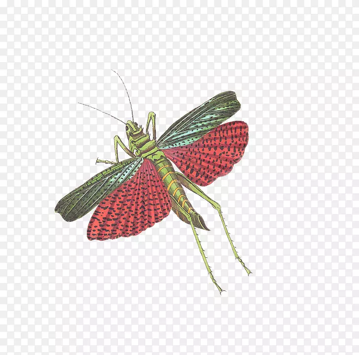昆虫蝗虫caelifera插图-蚱蜢
