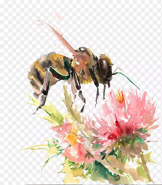 蜜蜂水彩画：花卉水彩画