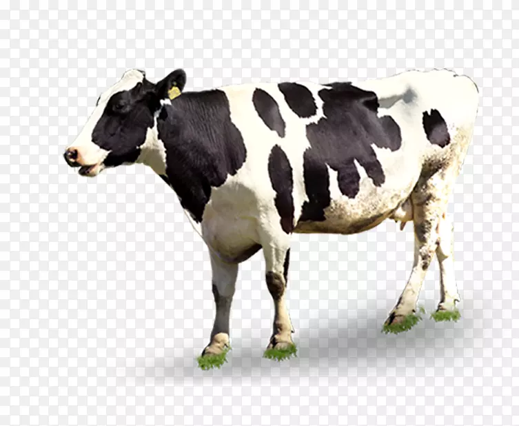 奶牛自动挤奶.创造性黑白奶牛