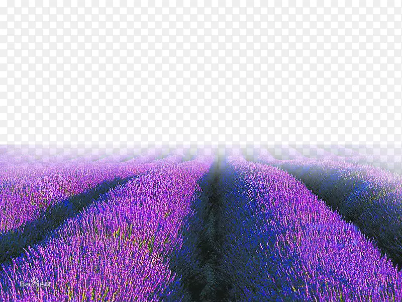 英国薰衣草紫色天空墙纸-紫色薰衣草