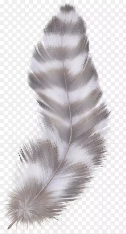 羽毛鹅亚洲孔雀色条纹羽毛
