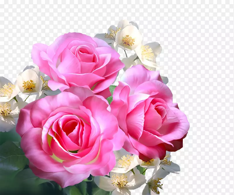 静物：粉色玫瑰、花园玫瑰、蜈蚣玫瑰、海滩玫瑰-花朵叶、粉色玫瑰。
