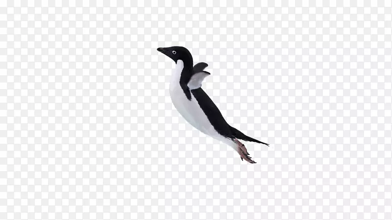 企鹅动物喙电脑壁纸-脱下企鹅