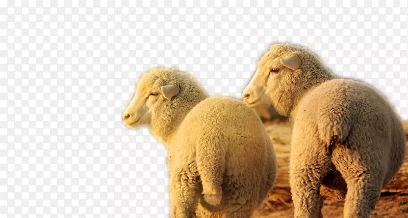 羊鼻子野生动物.双头凝视绵羊