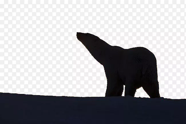 黑色肉食白北极熊