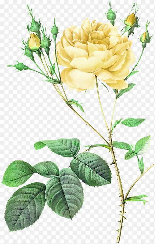 苔藓玫瑰花植物学插图-黄色鲜花束装饰图案
