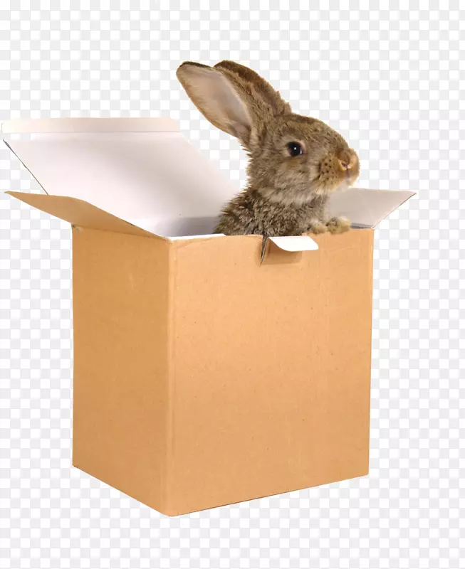 国内兔欧洲兔纸兔小棕色兔盒
