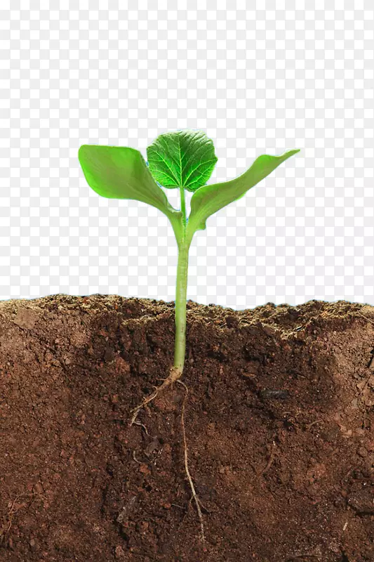 土壤结构-土壤植物层-绿色植物土壤剖面