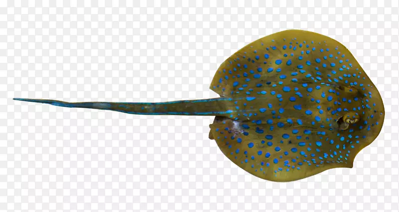 鱼鞭尾黄貂鱼-深海射线