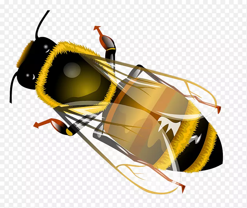西方蜜蜂昆虫剪贴画-讨厌的苍蝇